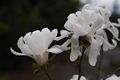 Magnolia stellata Royal Star-3 Magnolia gwiaździsta